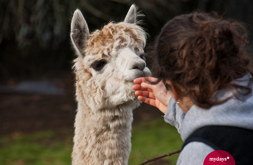 Lama und Frau